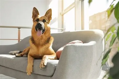 Deutscher Schäferhund liegt auf dem Sofa