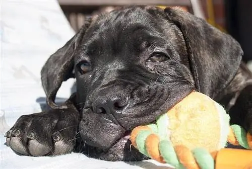 Cane nero con giocattolo da masticare