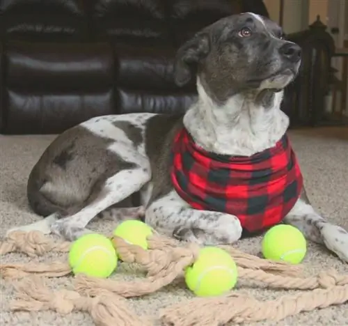 DIY-Seilspielzeug für Hunde