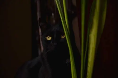 chat noir assis derrière la plante