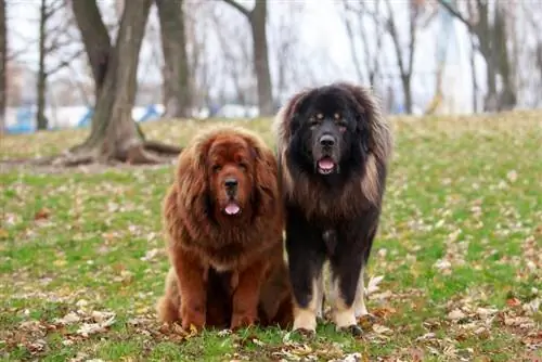 Tibetaanse Mastiffs in het park