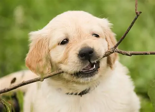 mastigador de cachorro