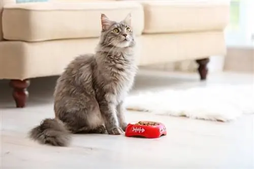 Maine Coon yang comel mendapat makan malam