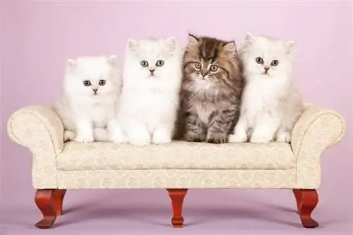 15 Baka Kucing Paling Comel (dengan Gambar)