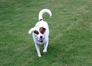 Unikālas Dog Fetch Squeaker Balls