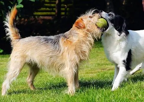 top oynayan köpekler