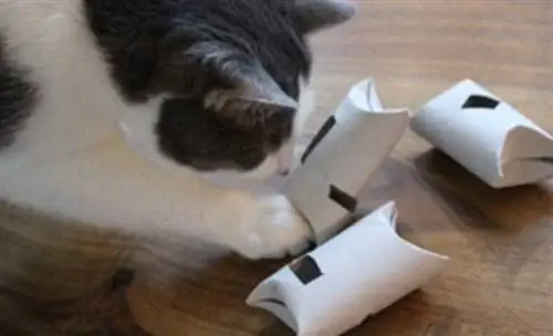 DIY Feline Toilet Ntawv Yob Puzzle Feeder