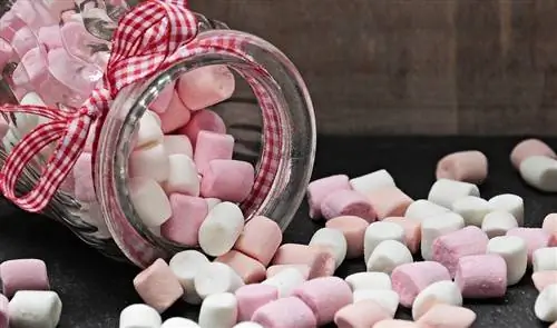 Kan katter spise marshmallows? Hva du trenger å vite