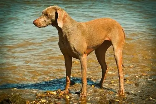 Deniz kenarındaki Weimaraner