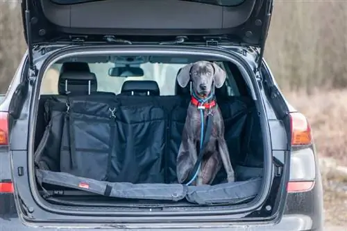 një weimaraner blu në pjesën e pasme të makinës