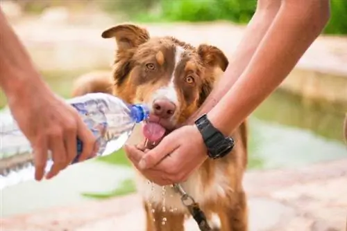 7 Botol Air Kandang Anjing Terbaik di 2023 – Ulasan & Pilihan Teratas