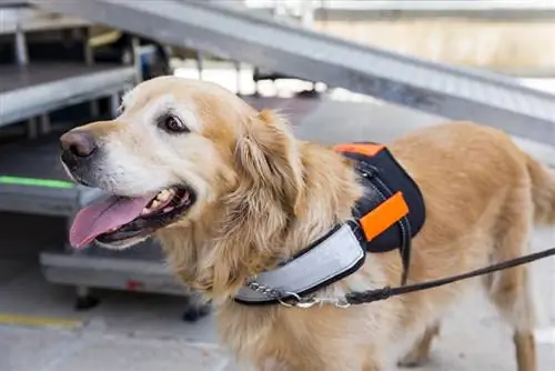 un cane guida al guinzaglio