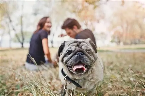 Anjing pug berjalan di taman