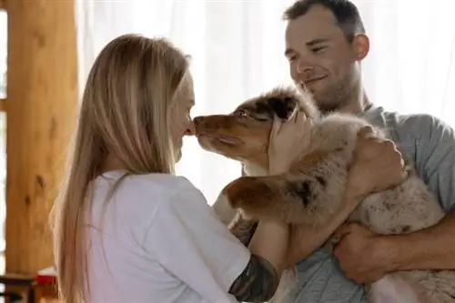 anjing gembala Australia mencium hidung betina sambil dibawa oleh pemiliknya