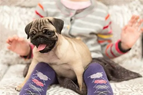 cachorrinho pug brincando com uma garota