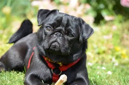 Pug hitam berbaring di atas rumput