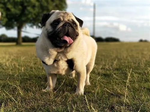 Qual é o tamanho dos Pugs? Tamanho médio & Tabela de crescimento