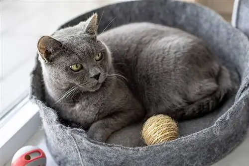 Katze liegt mit Spielzeug in ihrem Bett