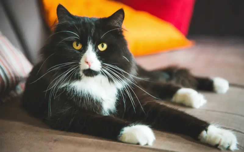 schwarze Ragdoll-Katze