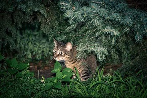 gato caçando presas nos arbustos à noite