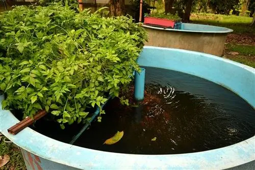 aquaponics system