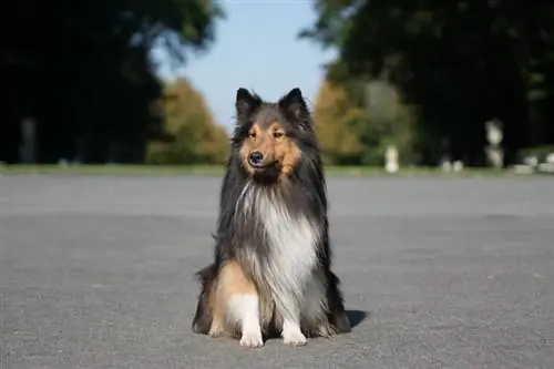 shetland sheepdog ulur