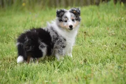 perro pastor shetland de pie en la hierba