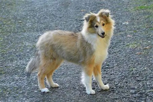 câine ciobanesc Shetland în picioare în aer liber