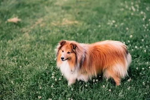 perro pastor shetland en la hierba