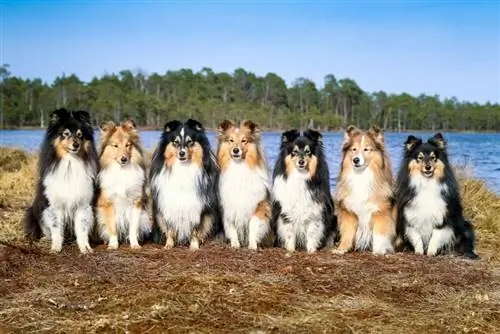 8 fantastiske Shetland Sheepdog Sheltie frisurer (med billeder)