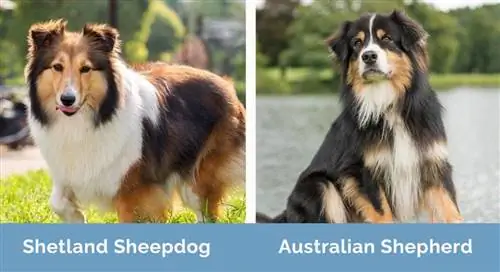 shetland vs cão pastor australiano