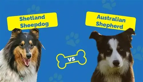 Shetland Sheepdog vs. Australian Shepherd – Hvordan er de forskellige? (Med billeder)