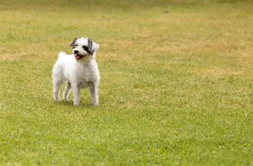 rat terrier bichon frize mix dog (1)