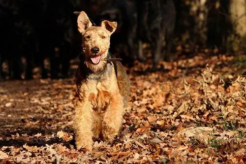 welsh terrier løb