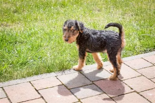 Anak anjing terrier Wales