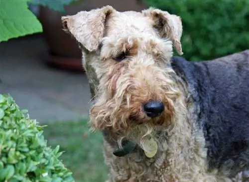 anjing terrier welsh