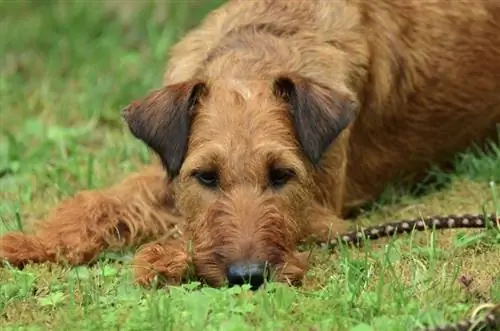 Welsh Terrier liggende