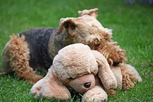 Welsh terrier med plyslegetøj