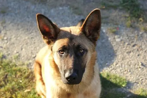 belgisk fårehund sitter