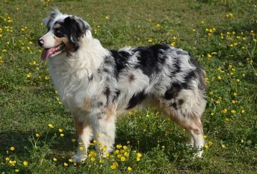 American Shepherd i miniatyr