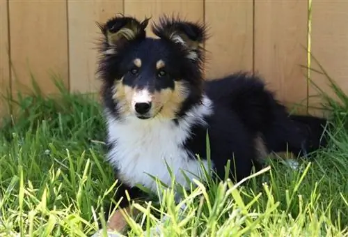 Shetland çoban köpeği