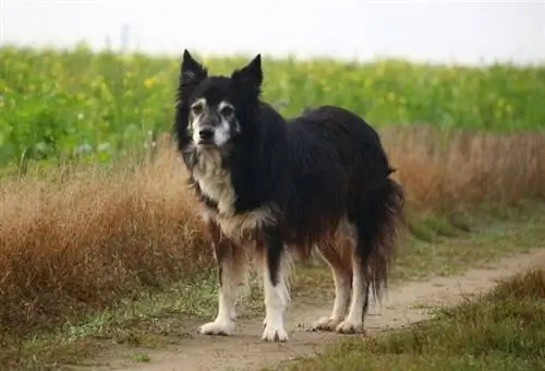 Gammal engelsk fårhund