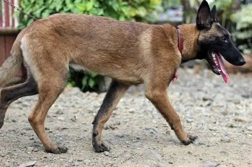 widok z boku belgijskiego psa Malinois