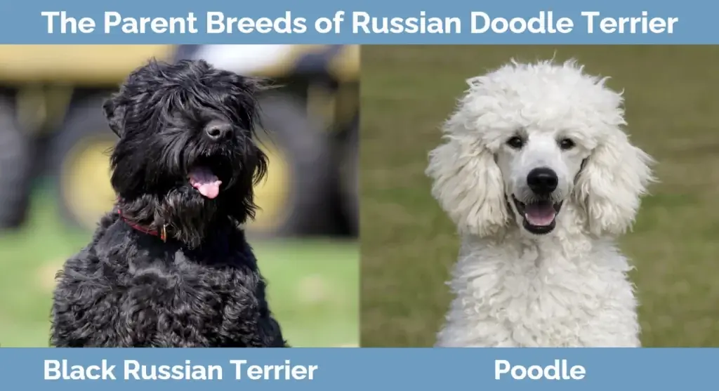 Rus Doodle Terrier'in ebeveyn ırkları