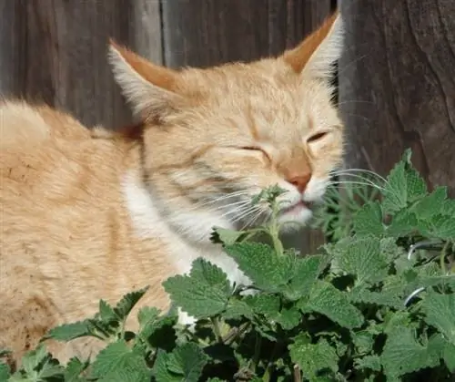 Katze riecht Karminzpflanze