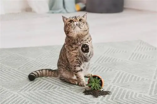 Katze und heruntergefallener Topf mit Zimmerpflanze auf Teppich