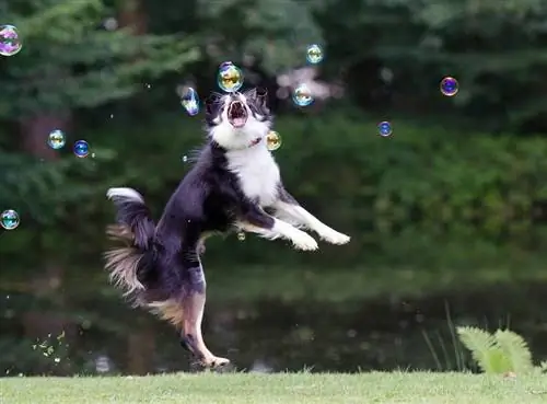 Border Collie Bernard Köpeği