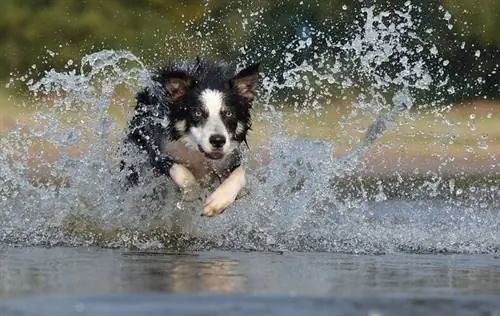 Bordercollie