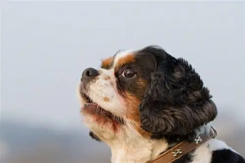 King Charles Yorkie melez köpek