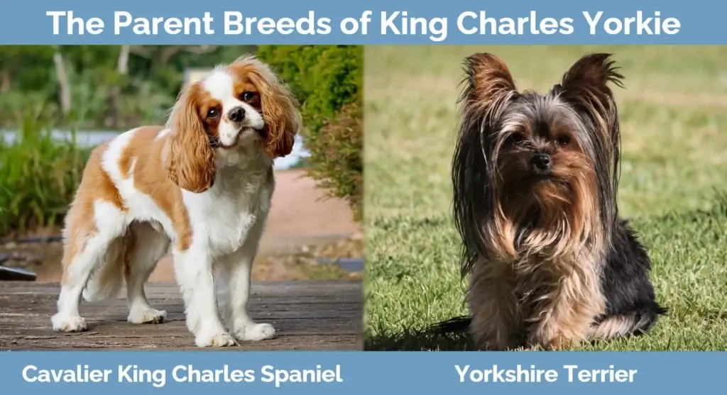 Родителските породи на King Charles Yorkie